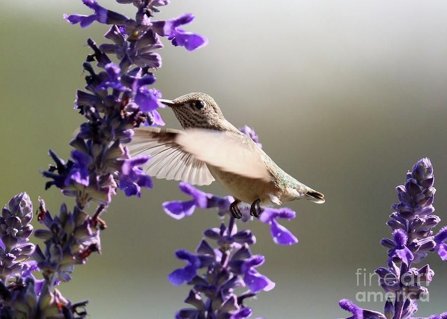 Elusive Hummingbird  Photograph by Carol Groenen