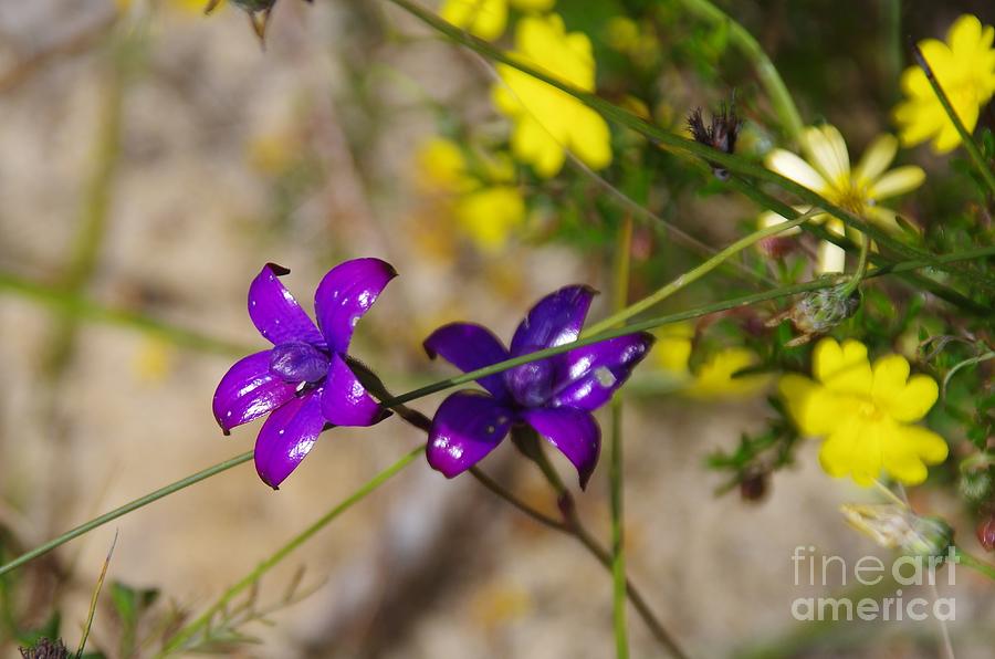 Australian Native Plant Photograph - Elythranthera brunonis - Purple Enamel Orchid by Lesley Evered