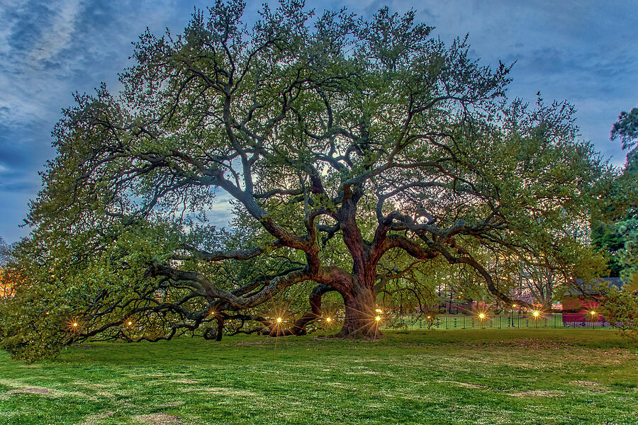 Emancipation Oak at Dusk Photograph by Jerry Gammon