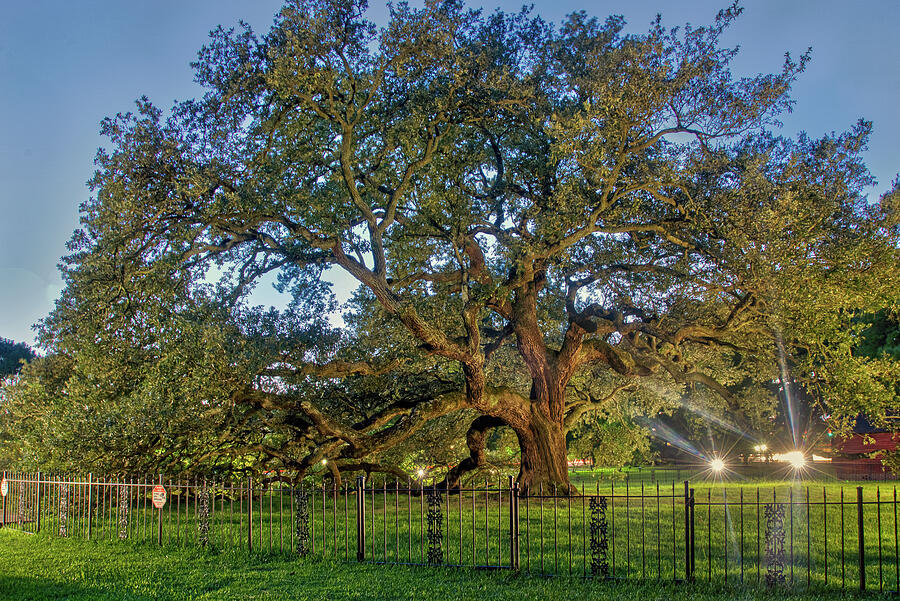 Emancipation Oak at Night Photograph by Jerry Gammon