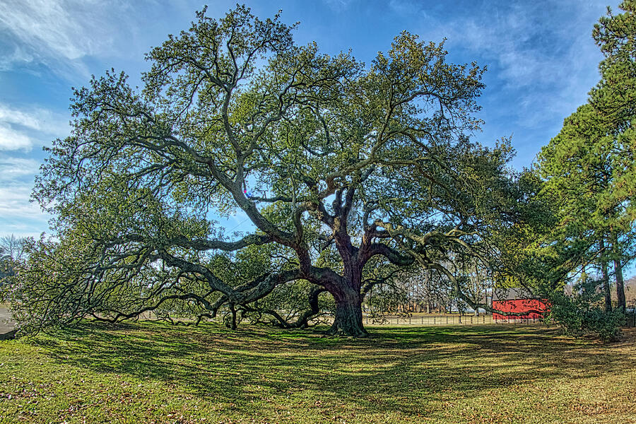 Emancipation Oak Tree #2 Photograph by Jerry Gammon