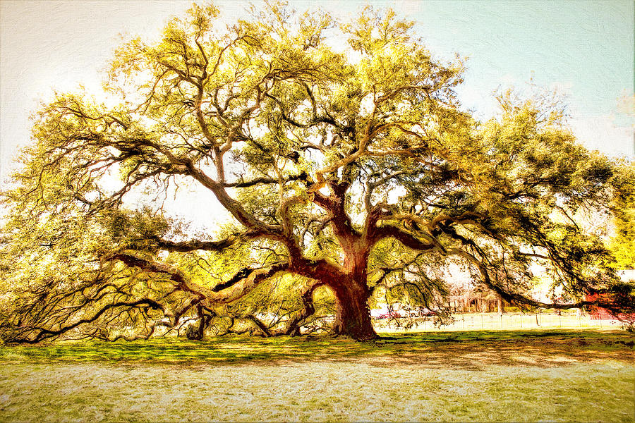 Emancipation Tree at Hampton University Photograph by Ola Allen