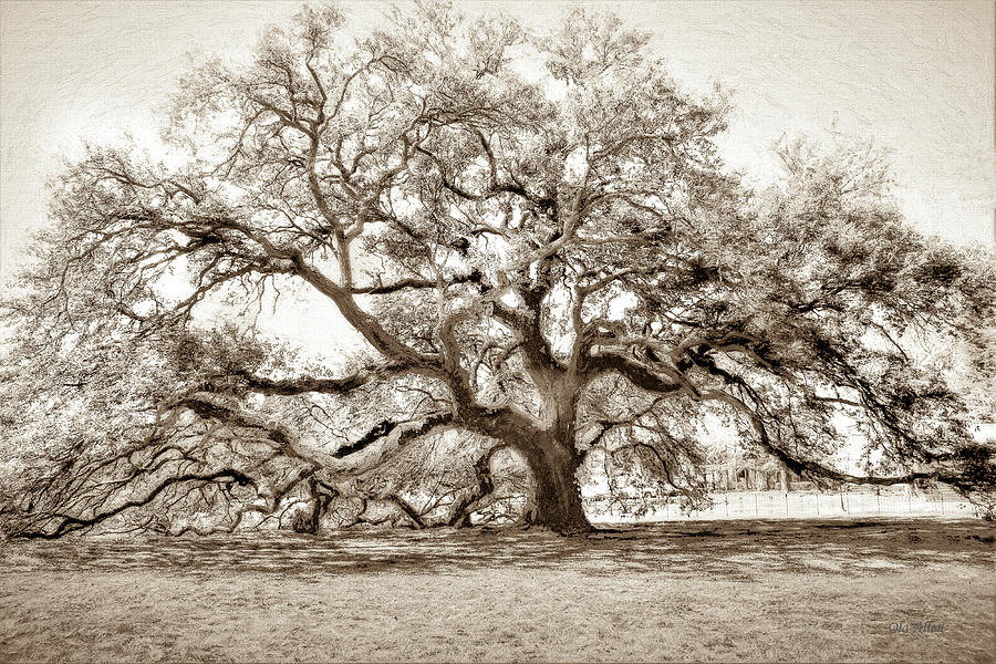 Emancipation Tree at Hampton University -Sepia  Photograph by Ola Allen