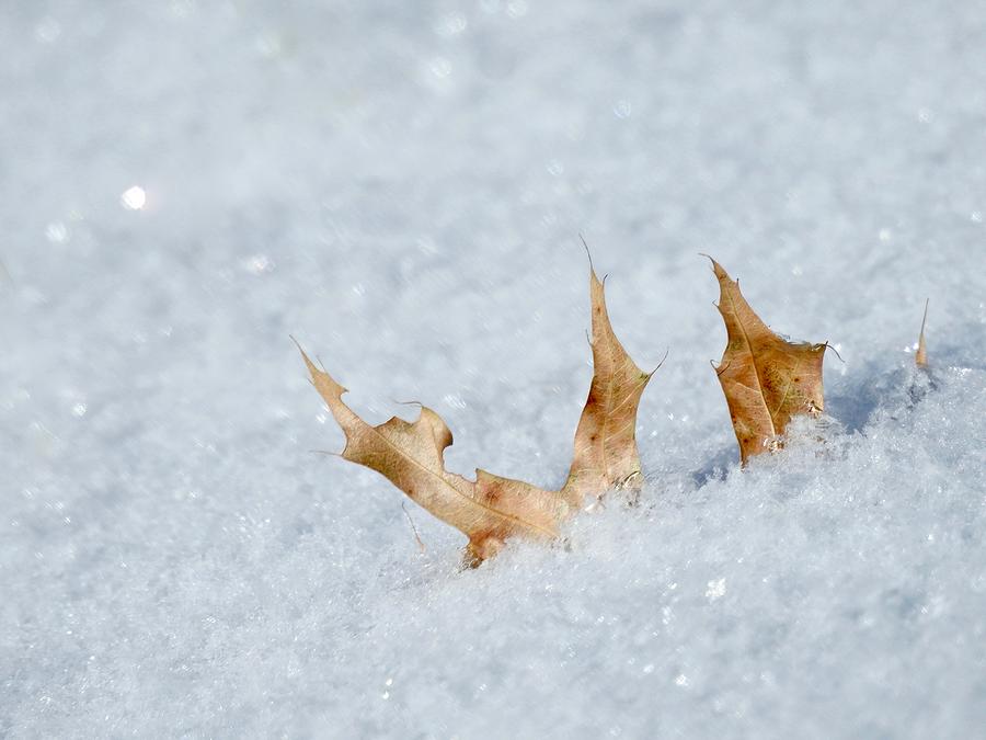 Embedded Snow Leaf Photograph by Kathy Chism