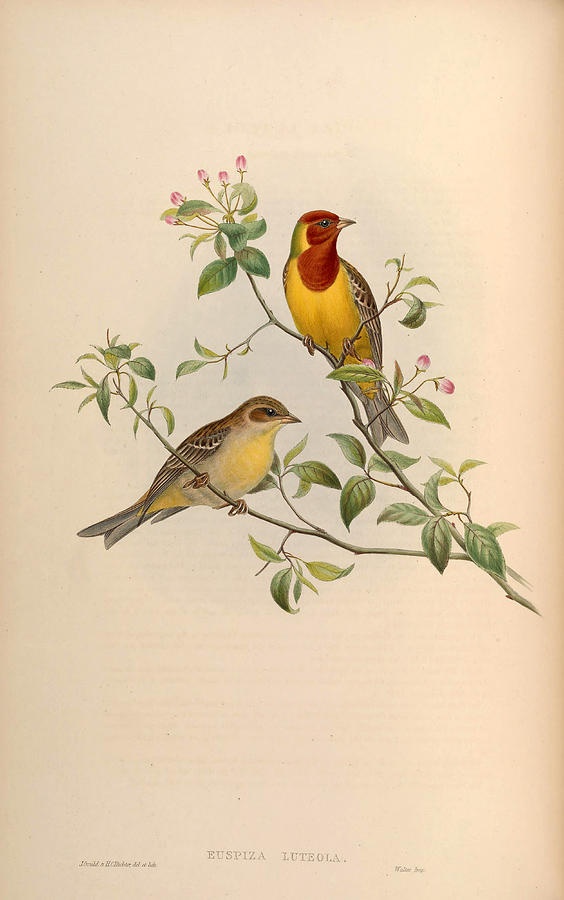 Emberiza brunniceps Drawing by Henry Constantine Richter