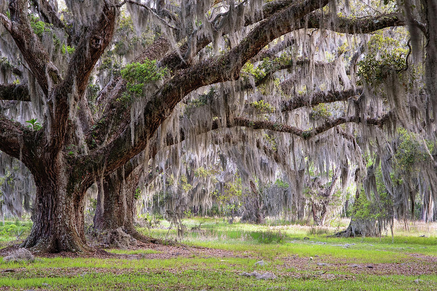 Embrace Color Photograph By Nicole Robinson - Fine Art America