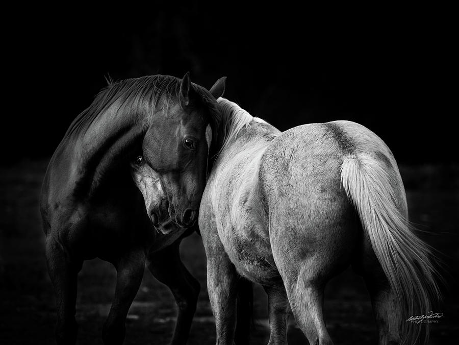 Horse Photograph - Embrace In Monochrome by Rowdy Winters