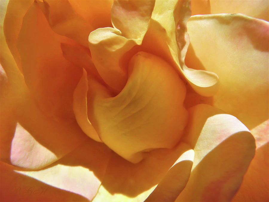 Embrace Me Yellow Gold Rose - Floral Photographic Art - Rose Super Macro Photograph by Brooks Garten Hauschild