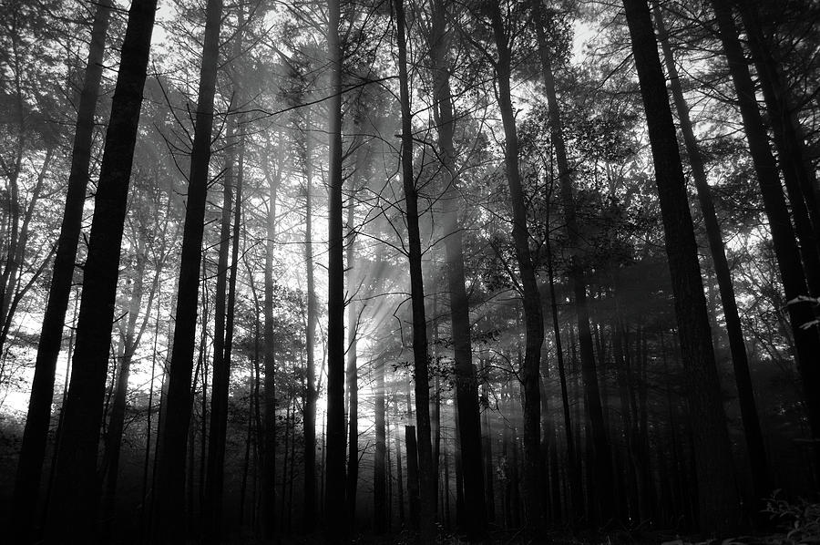 Embraced by the Light - BW Photograph by Dianne Cowen Photography ...