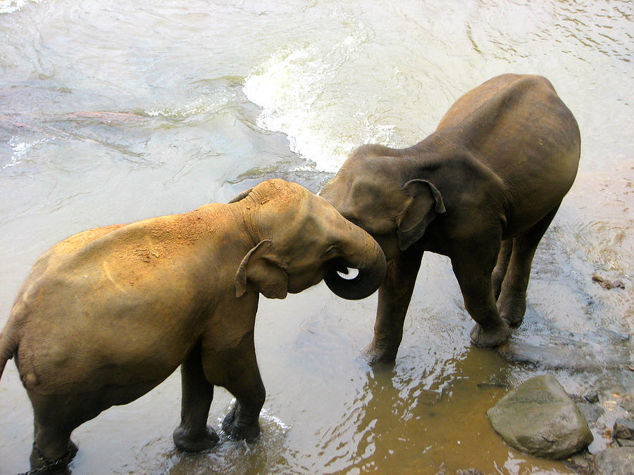 Embracing Elephants. Photograph by Evan Kissner / Evans Studio