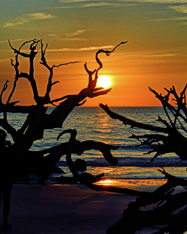 Embracing the Sun at Driftwood Beach Photograph by Bill Swartwout