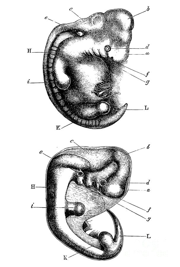 Embryo Comparison, 1871 Drawing by Ecker and Bischoff