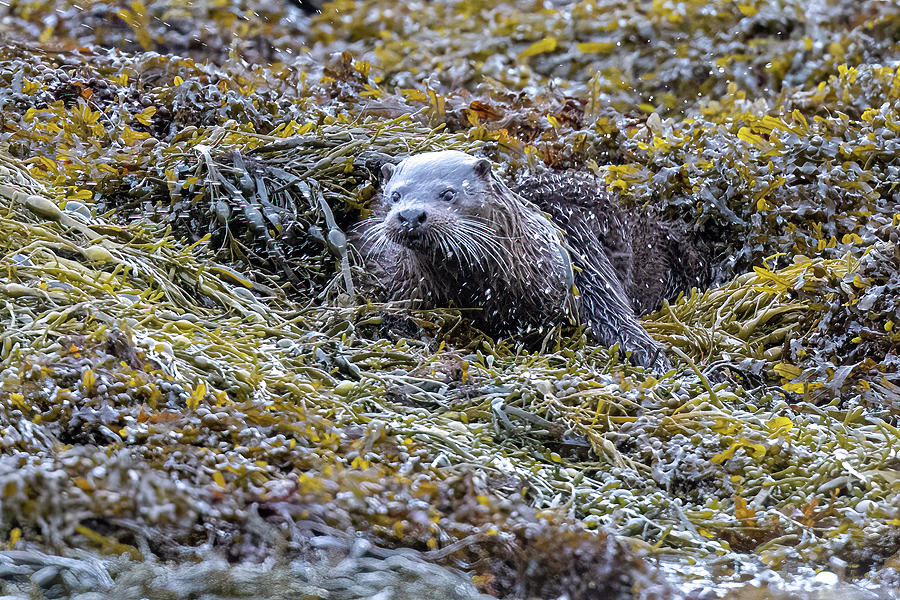 Emeging Otter Photograph by Mark Hunter