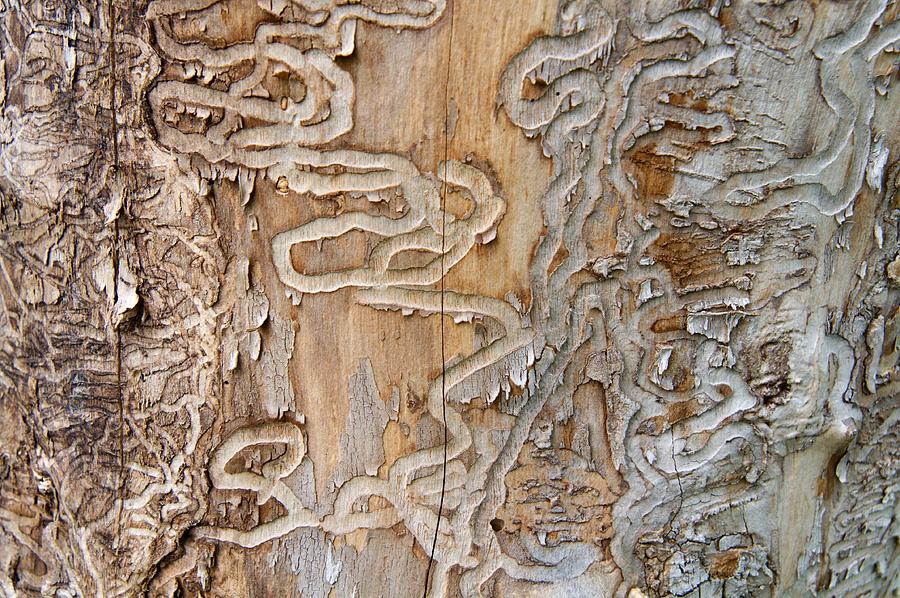 Emerald Ash Borer Traces on a Dead Tree Trunk Photograph by Corfoto