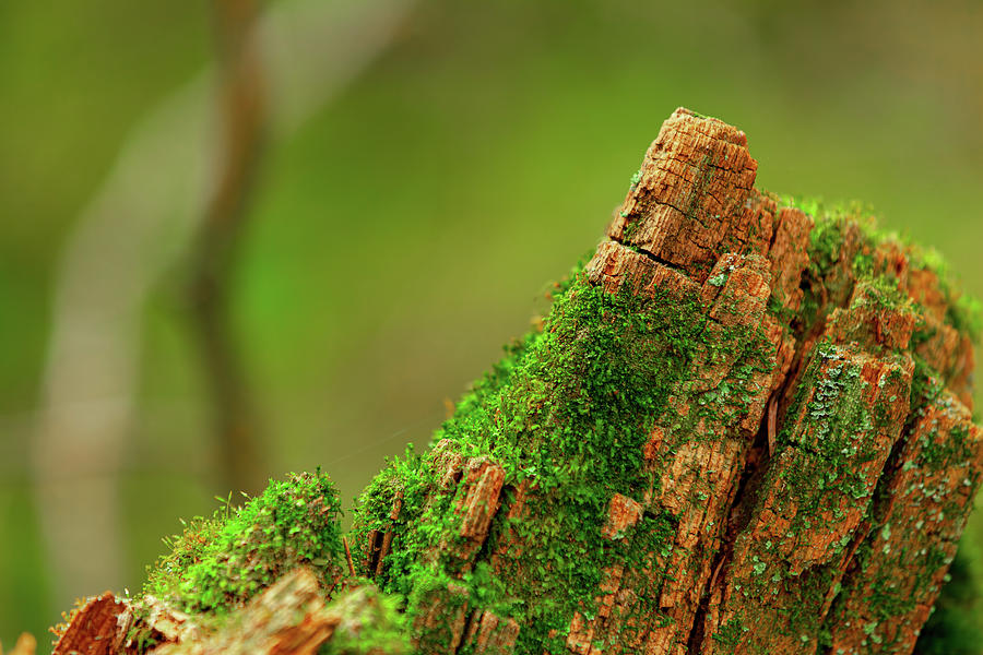 Emerald Emergence of Moss and Wood Photograph by Kyle Lavey