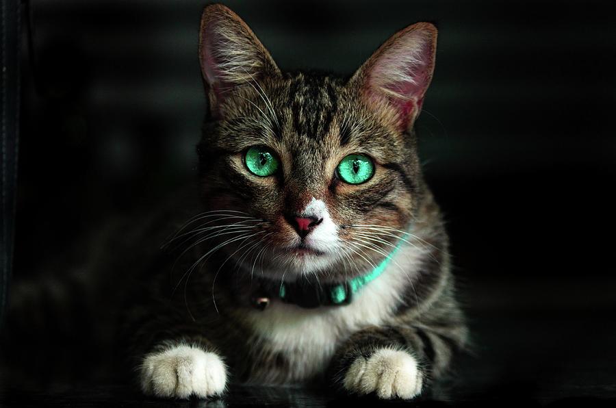 Cat Photograph - Emerald Eyes by Steve Hayeslip