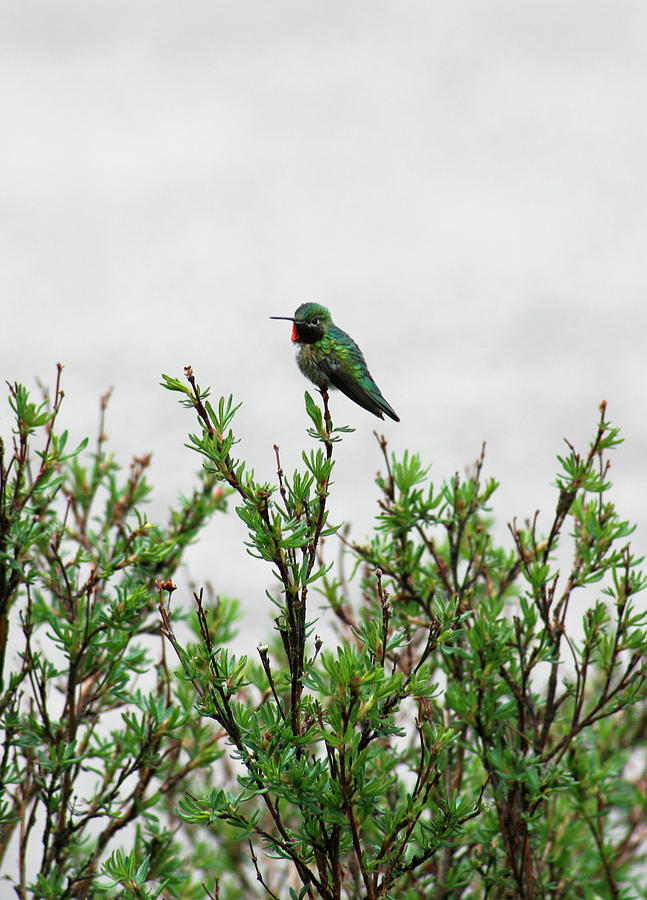 Hummingbird Photograph - Emerald Green Hummingbird by Marilyn Hunt