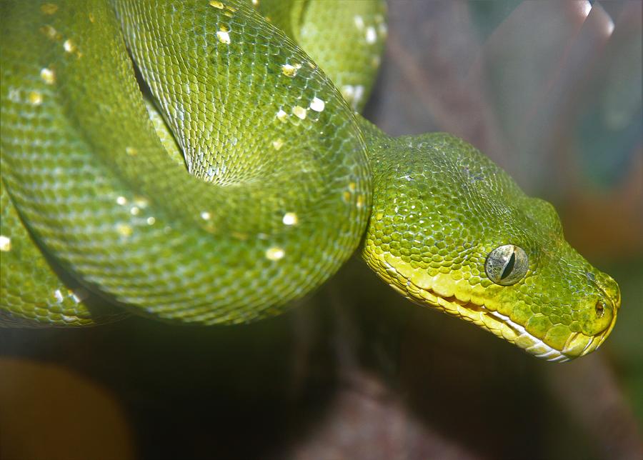 Emerald Green Tree Python Photograph by Brittney Powers - Fine Art America