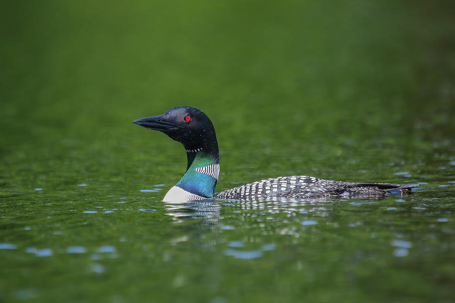 Emerald Green water with Loon  Photograph by Brook Burling