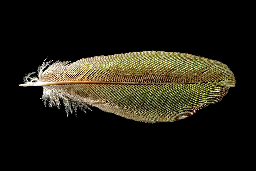 Emerald Hummingbird Feather Photograph by KJ Swan