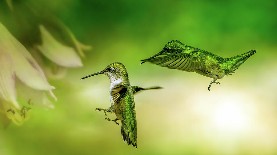 Emerald Hummingbirds Photograph by Bob Orsillo