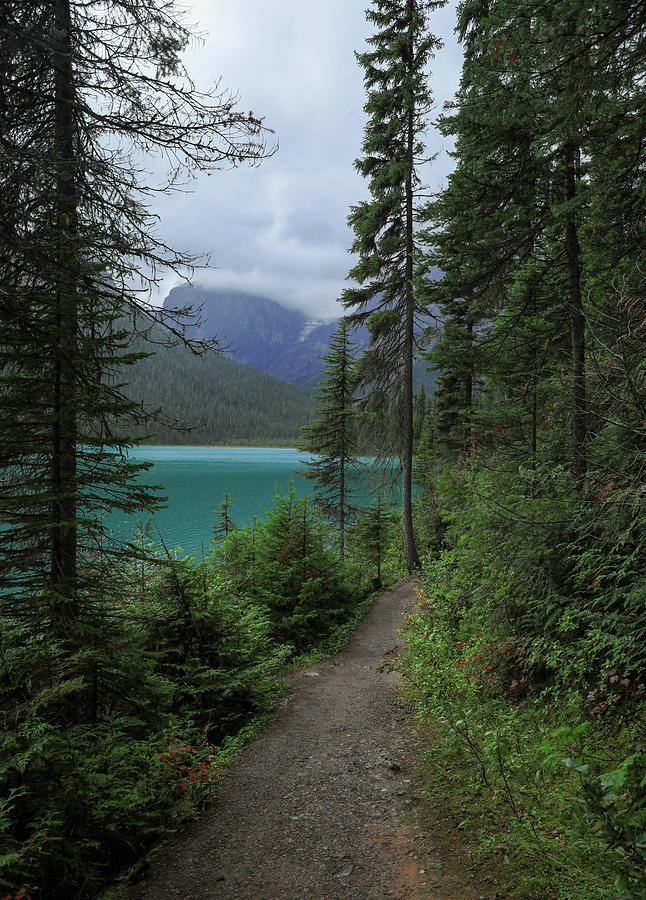 Emerald Lake Hiking Path Yoho Photograph by Dan Sproul