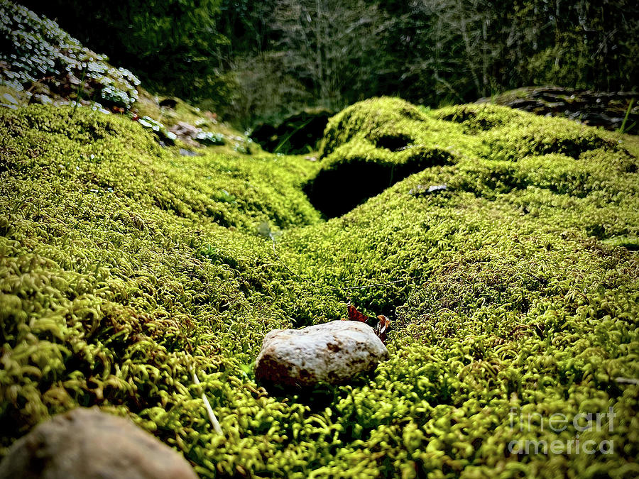 Emerald Landscape Photograph by Bryan Smedley