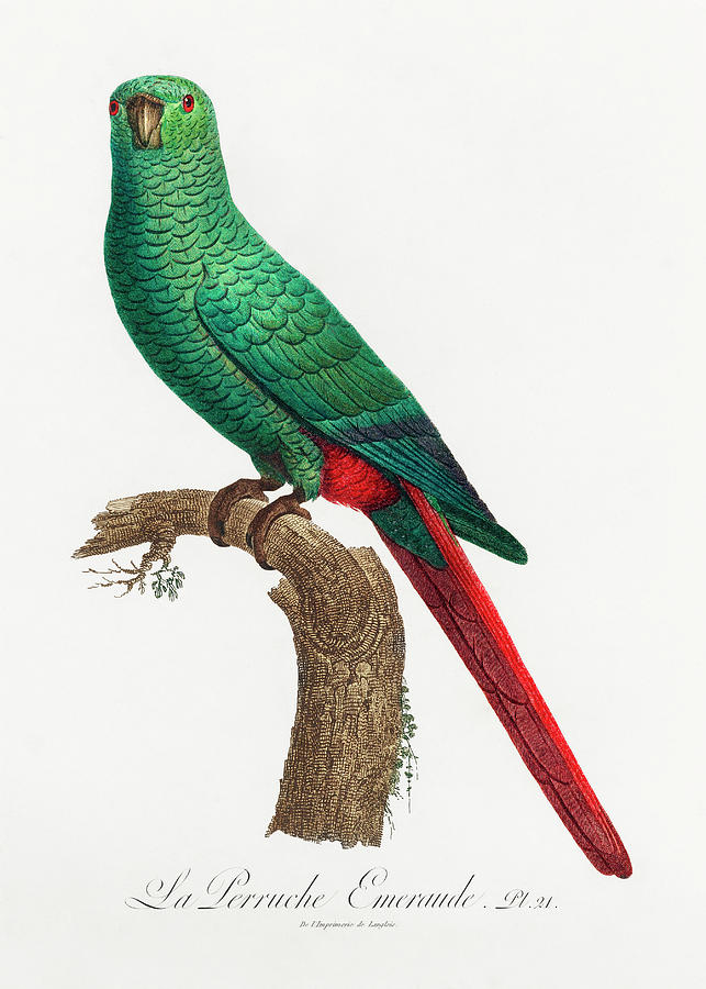 Emerald Parakeet Mixed Media by World Art Collective