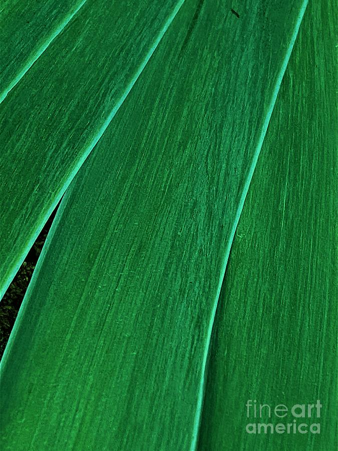 Emerald Iris Photograph by Shari Stamford Krause - Fine Art America