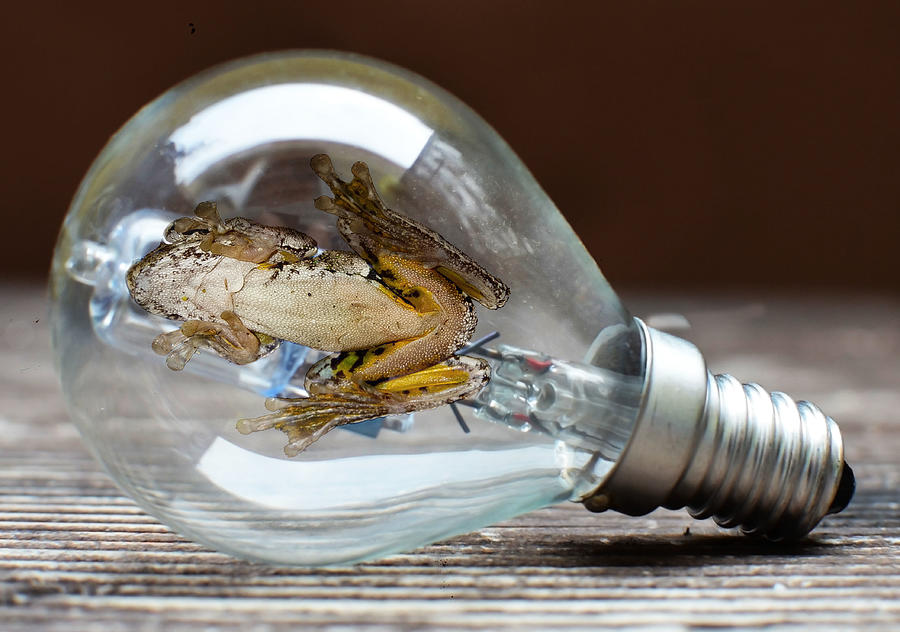 Emerald Spotted Tree Frog And Bulb Surreal Digital Art