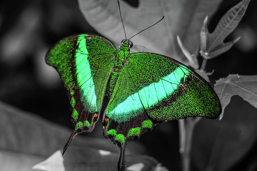 Emerald Swallowtail Color Splash Photograph by Dawn Richards