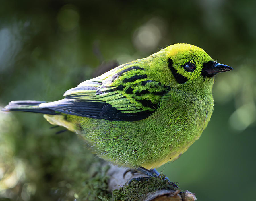 Emerald Tanager Photograph by Mary Catherine Miguez