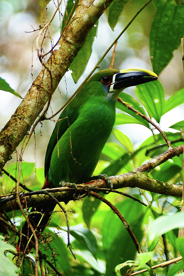 Emerald toucanet Photograph by Blair Wainman