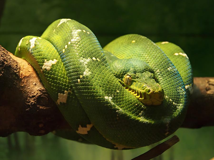 Emerald Tree Boa Digital Art by Celestina Paul - Fine Art America