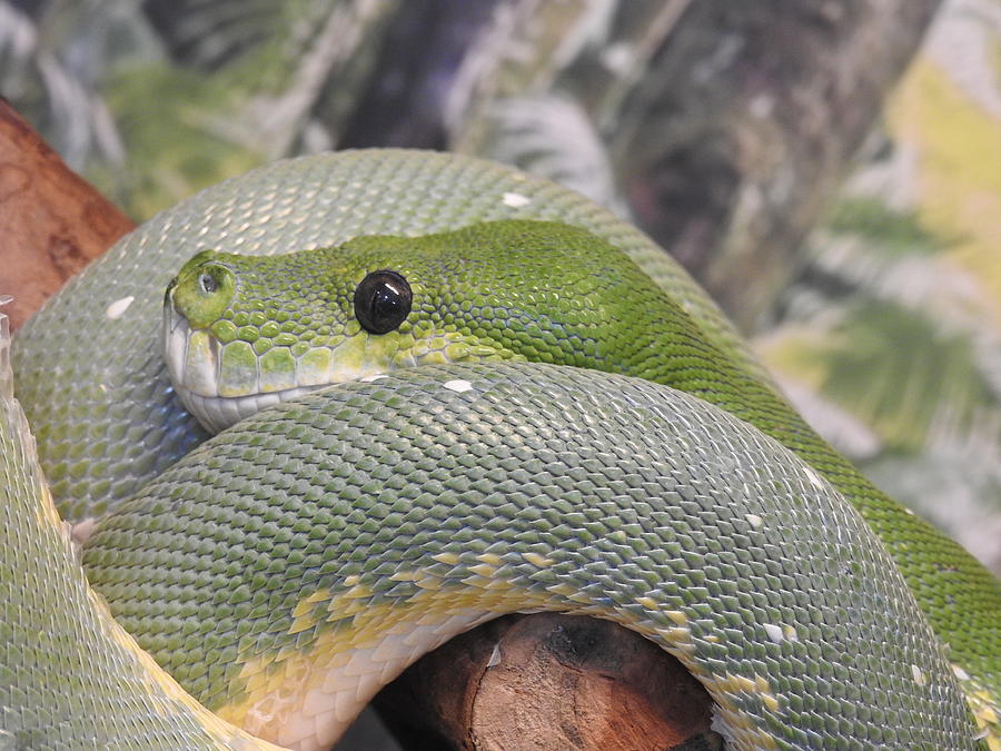 Emerald tree boa Photograph by Melissa Roe - Fine Art America