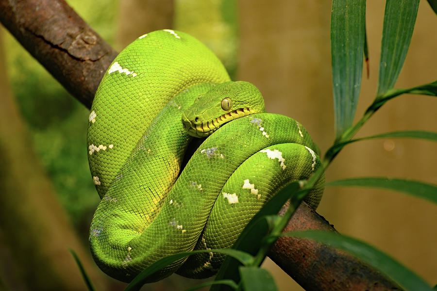 Emerald Tree Boa Photograph by Robert Tubesing - Fine Art America