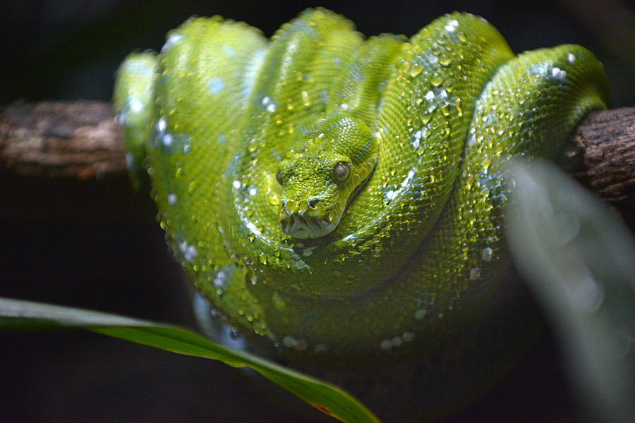 Emerald Tree Boa Snake Photograph by Rafael Ben-Ari