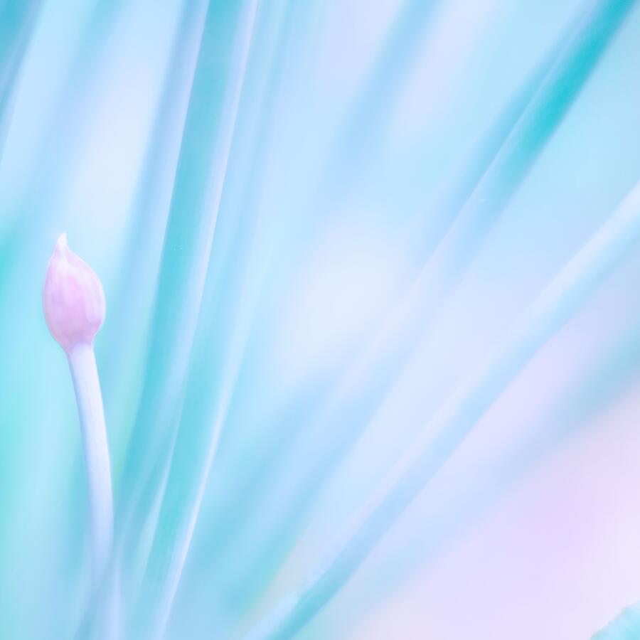 Emergence. Delicate Chive Blossom in Soft Blue and Mint. Fine Art Photography by Bob Orsillo Photograph by Bob Orsillo Emergence. Delicate Chive Blossom in Soft Blue and Mint. Fine Art Photography by Bob Orsillo Photograph by Bob Orsillo