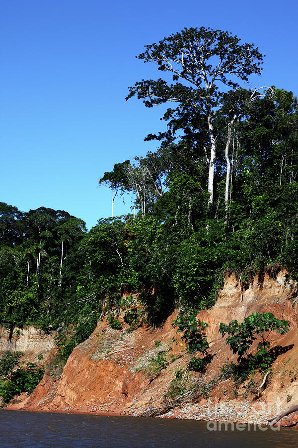 Emergent tree in Madidi National Park Bolivia Photograph by James Brunker