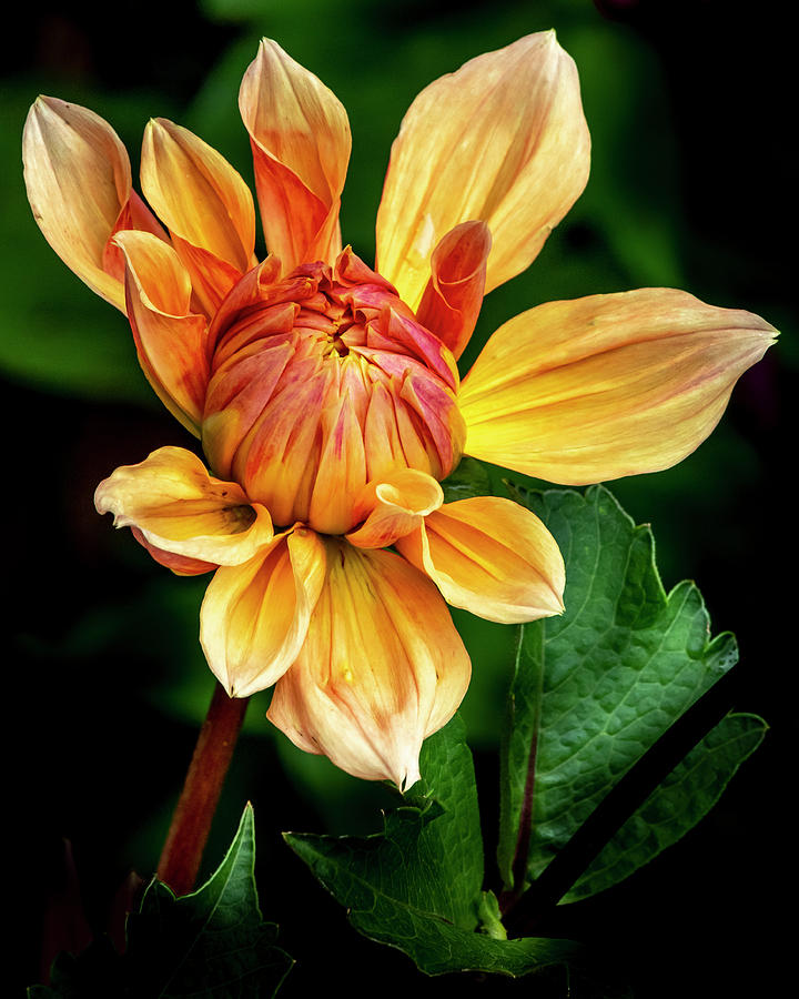 Emerging Beauty - Dahlia Flower Photograph by Harold Rau