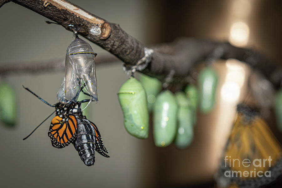 Emerging Butterfly Photograph by Amfmgirl Photography