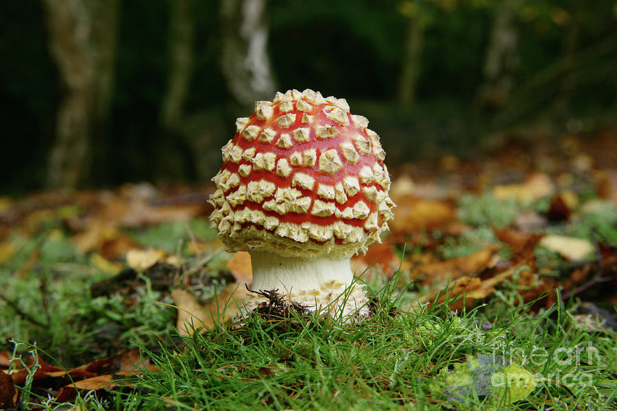 Emerging Fly Agaric Fungus Photograph by Warren Photographic
