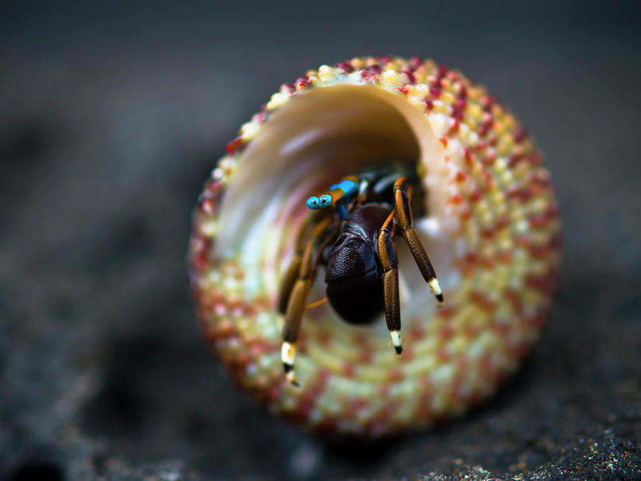 Emerging Hermit Crab Series - 4 Photograph by Christopher Johnson