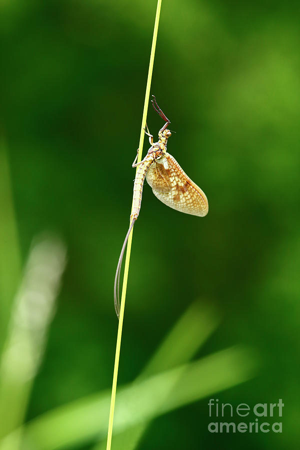 Emerging Mayfly subimago Photograph by James Brunker