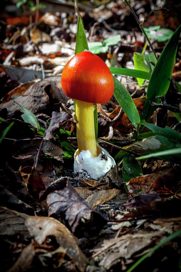 Emerging Mushroom Photograph by W Chris Fooshee