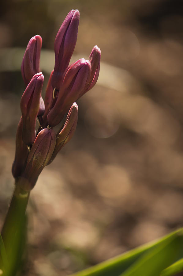 Emerging Red Hyacinth Spike Photograph by Maria Mosolova