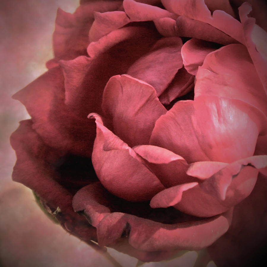 Emerging Rose Photograph by Sally Bauer
