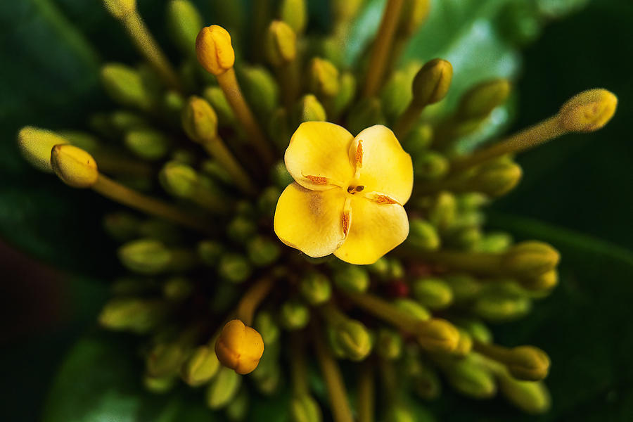 Emerging Yellow Flowers Macro Photograph by Stuart Litoff
