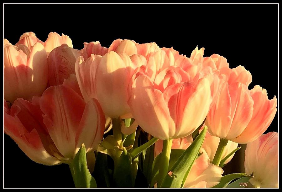 Emilies Frilly Tulips Photograph by VIVA Anderson