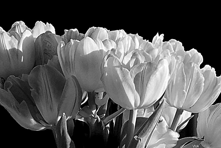 Emilies Tulips - B -  W Photograph by VIVA Anderson